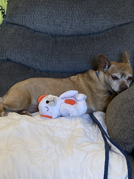 Entry image for Rosie . Clicking this image will show a larger photo