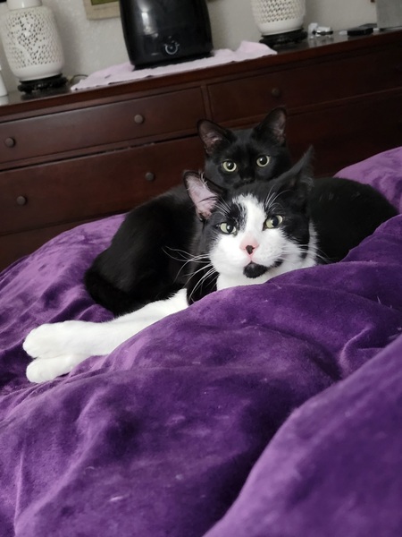 Entry image for Magic and Merlin. Clicking this image will show a larger photo