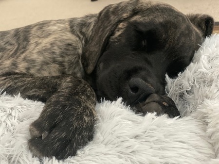 Entry image for Rooby Roo. Clicking this image will show a larger photo