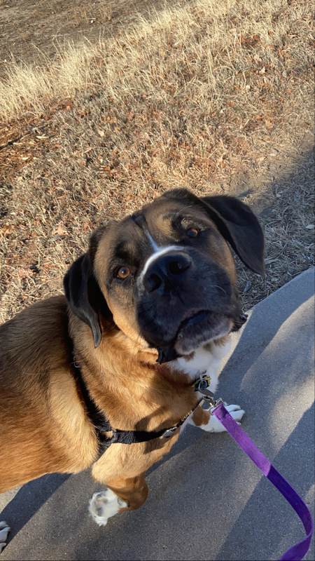 Entry image for Osito. Clicking this image will show a larger photo