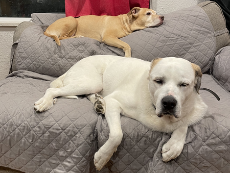 Entry image for Lu and Titan . Clicking this image will show a larger photo