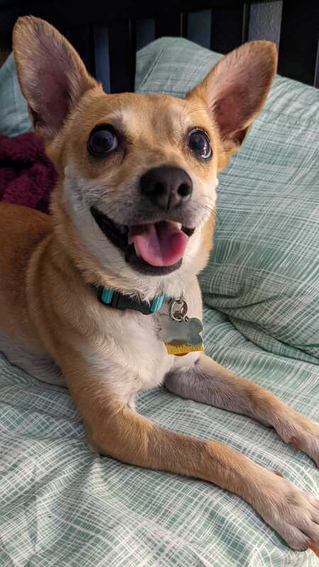 Entry image for StarFox. Clicking this image will show a larger photo