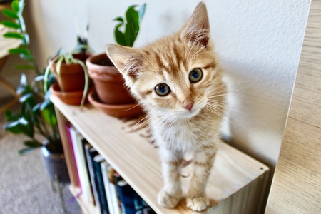 Entry image for Pebbles. Clicking this image will show a larger photo