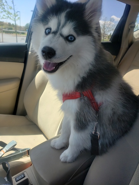 Entry image for Nali. Clicking this image will show a larger photo