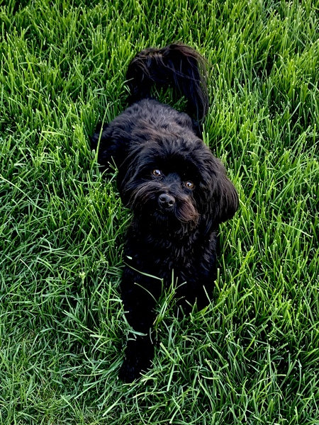 Entry image for Chloe. Clicking this image will show a larger photo