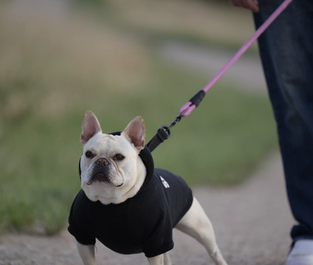 Entry image for Mia. Clicking this image will show a larger photo