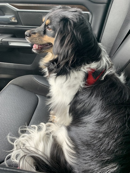 Entry image for Belle. Clicking this image will show a larger photo