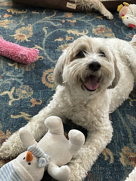 Entry image for Pal. Clicking this image will show a larger photo