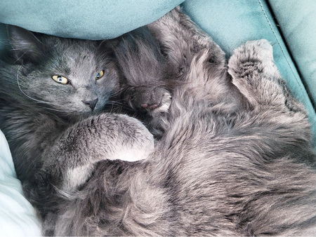 Entry image for Bodhi. Clicking this image will show a larger photo