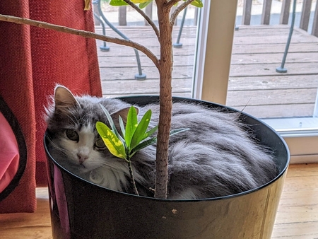 Entry image for LucyB. Clicking this image will show a larger photo