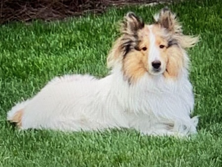 Entry image for Mylo. Clicking this image will show a larger photo