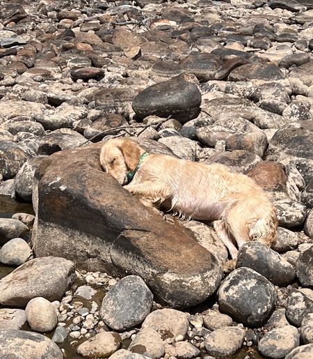 Entry image for Maisie. Clicking this image will show a larger photo