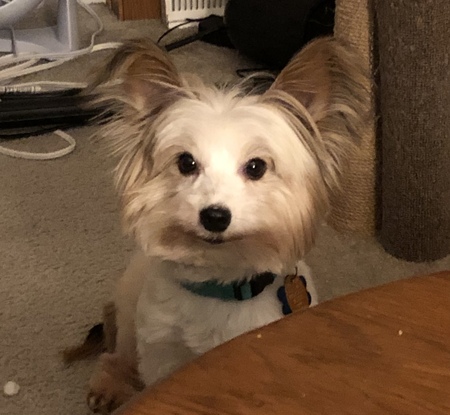 Entry image for Zeus. Clicking this image will show a larger photo