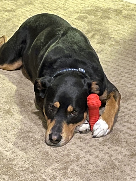 Entry image for Dweezil. Clicking this image will show a larger photo