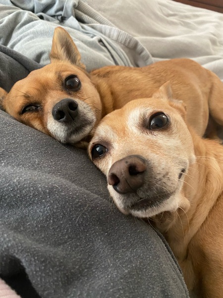 Entry image for Leo and Abby. Clicking this image will show a larger photo