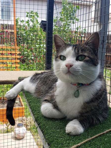 Entry image for Sir Derps. Clicking this image will show a larger photo