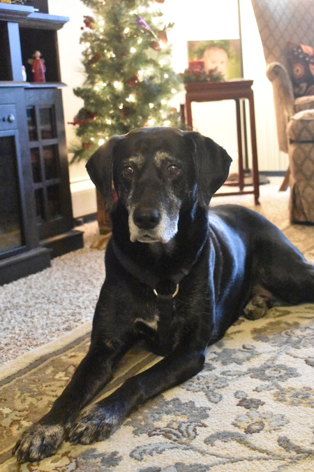 Entry image for Annabelle. Clicking this image will show a larger photo