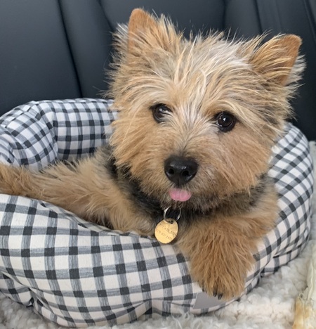 Entry image for Bo. Clicking this image will show a larger photo