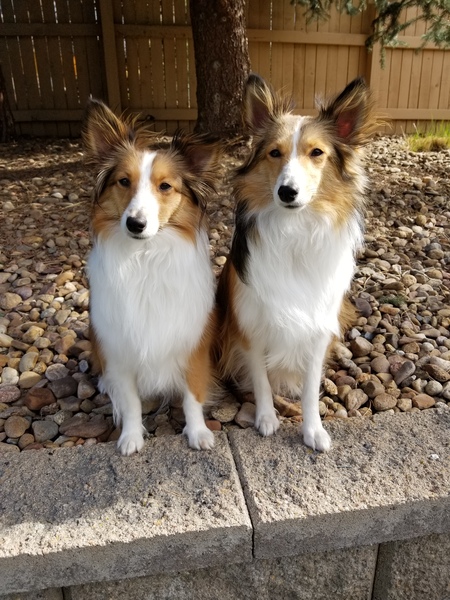 Entry image for Sadie and Toby. Clicking this image will show a larger photo