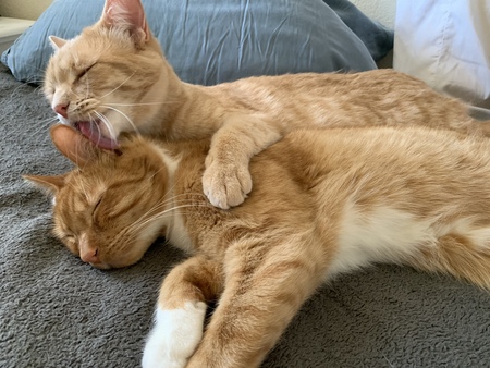 Entry image for Flynn and Bill. Clicking this image will show a larger photo