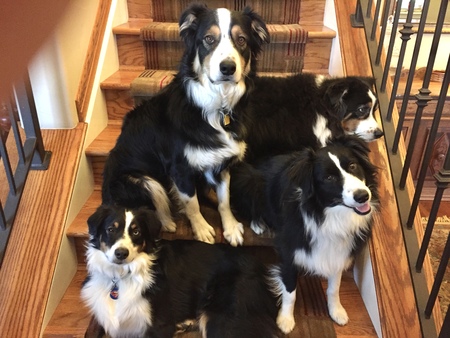 Entry image for Henry, Oakley, Archie, and Bowie. Clicking this image will show a larger photo