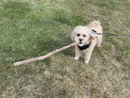 Entry image for Chunky. Clicking this image will show a larger photo