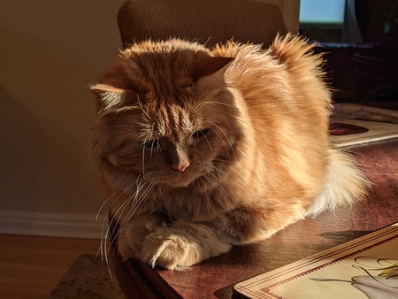 Entry image for Tiger. Clicking this image will show a larger photo