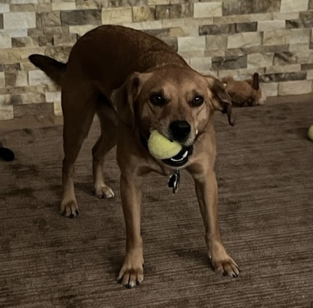 Entry image for Archie. Clicking this image will show a larger photo