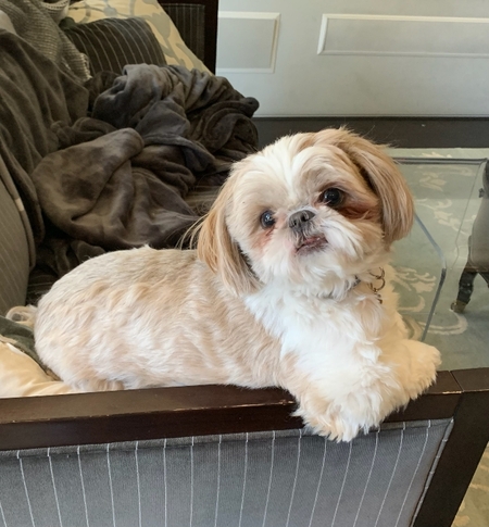 Entry image for Gizmo. Clicking this image will show a larger photo