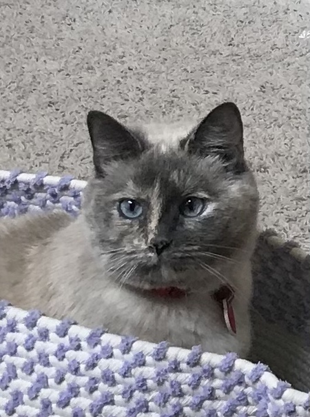 Entry image for VALERIE . Clicking this image will show a larger photo