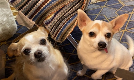 Entry image for Copper and Zorro. Clicking this image will show a larger photo