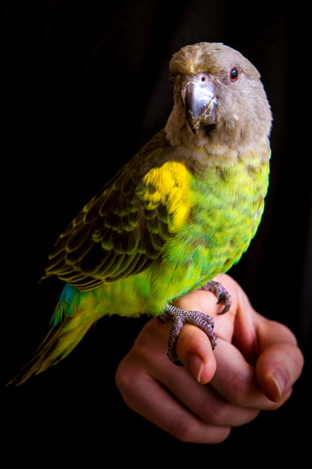 Entry image for Jean Luc. Clicking this image will show a larger photo