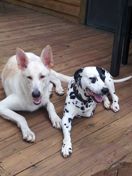 Entry image for Bud and Peewee. Clicking this image will show a larger photo