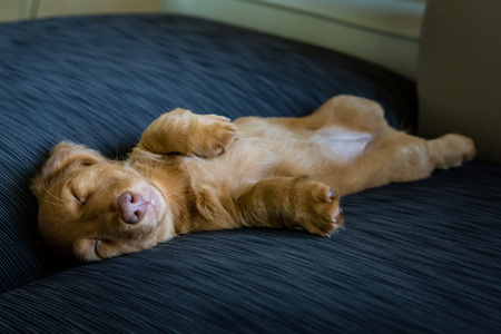 Entry image for Cinnamon. Clicking this image will show a larger photo