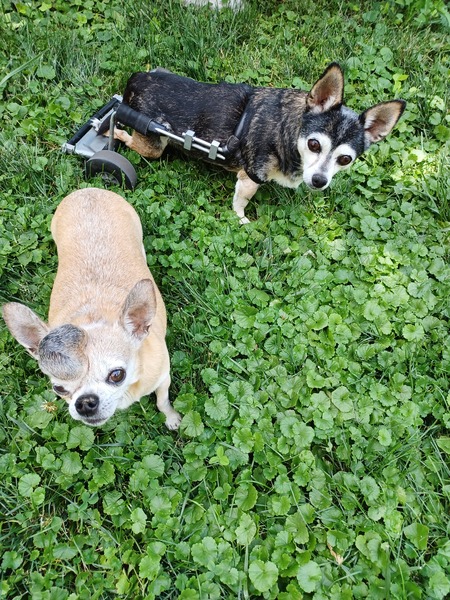 Entry image for Cookie and Rocky. Clicking this image will show a larger photo