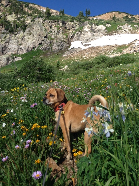 Entry image for Dexter. Clicking this image will show a larger photo