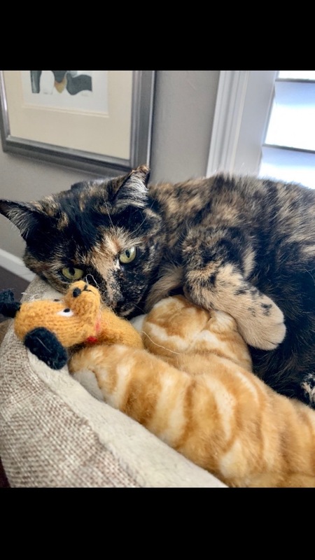 Entry image for Sage the Cat. Clicking this image will show a larger photo