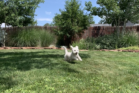 Entry image for Bella. Clicking this image will show a larger photo