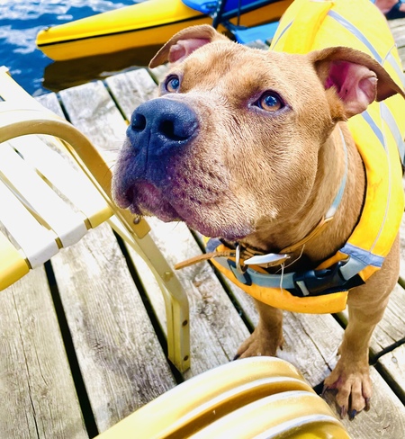 Entry image for Cosmo. Clicking this image will show a larger photo