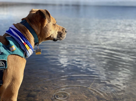 Entry image for Ros. Clicking this image will show a larger photo