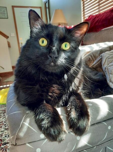 Entry image for TooToo. Clicking this image will show a larger photo