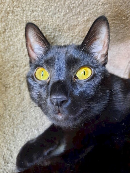 Entry image for Falci. Clicking this image will show a larger photo