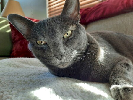 Entry image for Bernie. Clicking this image will show a larger photo