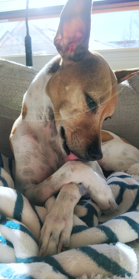 Entry image for Nahla. Clicking this image will show a larger photo