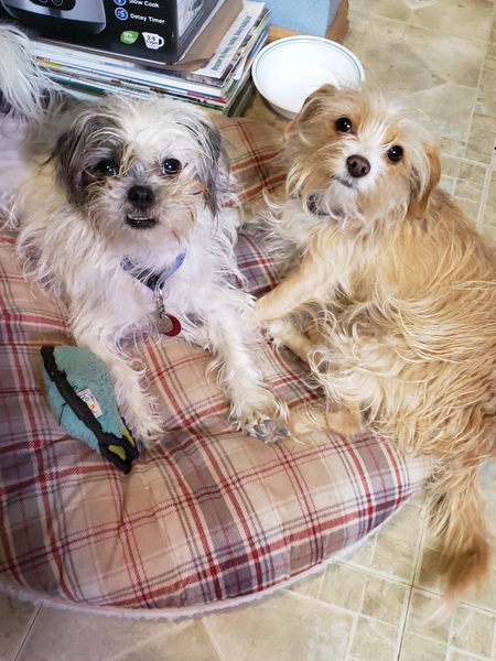 Entry image for Chewbacca and Roxie . Clicking this image will show a larger photo