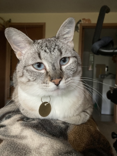 Entry image for Sweet Pea. Clicking this image will show a larger photo