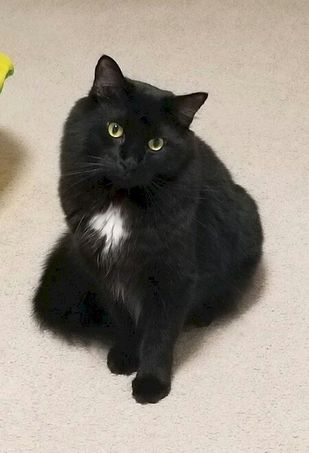 Entry image for Prince. Clicking this image will show a larger photo