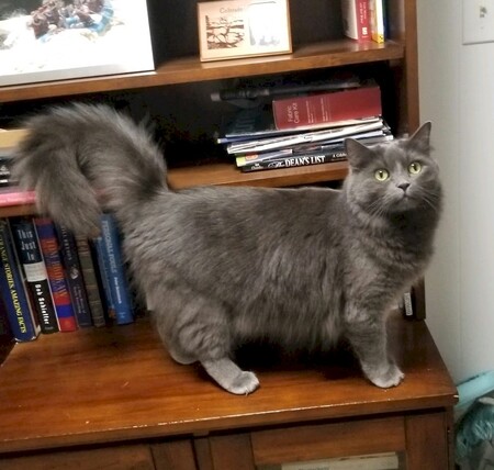 Entry image for Graycie. Clicking this image will show a larger photo