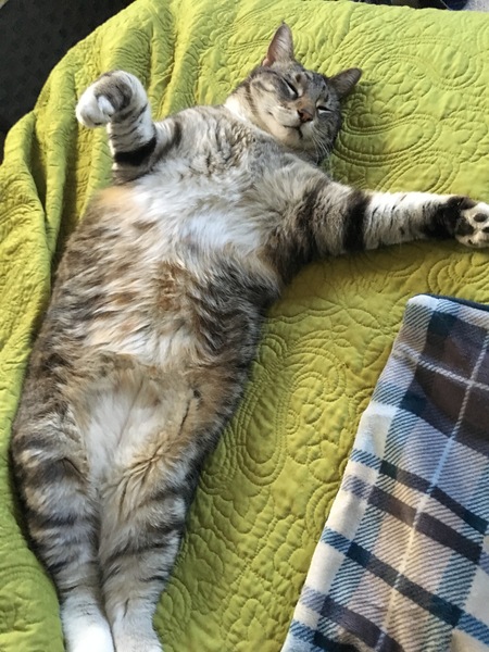 Entry image for Stripey. Clicking this image will show a larger photo