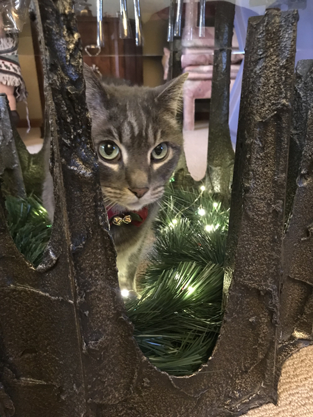 Entry image for DaVinci. Clicking this image will show a larger photo